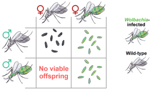**Figure 1**