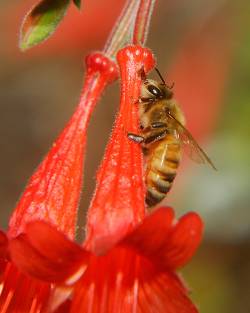  [Nectar robber. Source|https://curbstonevalley.com/bad-bee-havior-the-nectar-robbers/]